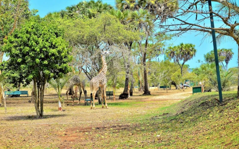 diani