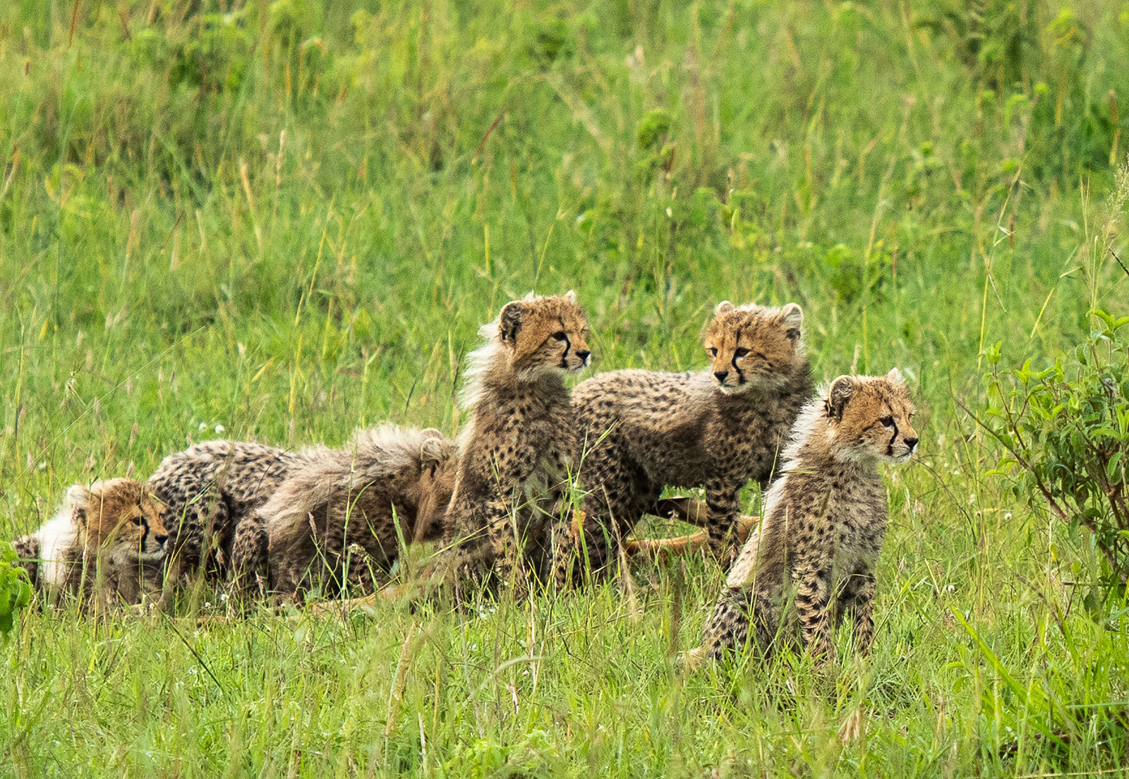 10 Days Kenya Wildlife Safari Tour 