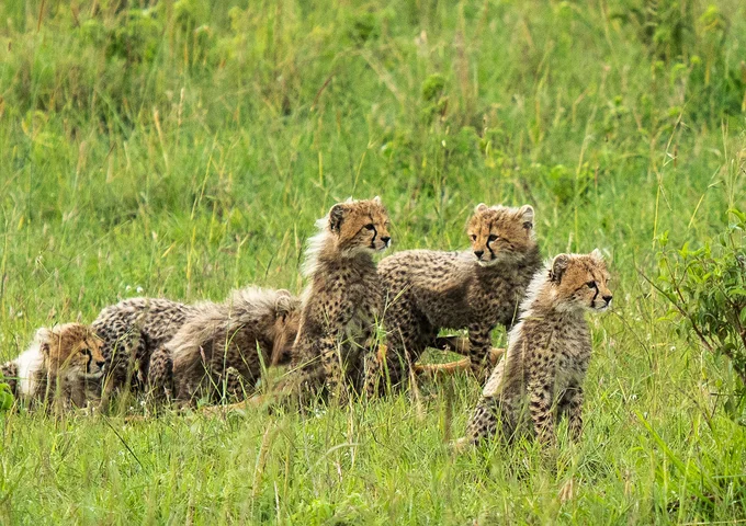 10 Days Kenya Wildlife Safari Tour 