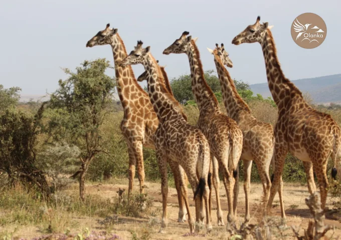 3 DAYS 2 NIGHTS MASAI MARA GROUP JOINING SAFARI (2024) DAILY DEPATURES