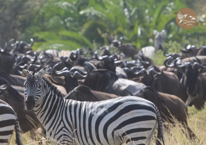 3 DAYS 2 NIGHTS MASAI MARA GROUP JOINING WILDBEEST MIGRATION SEASON RATES (2024)