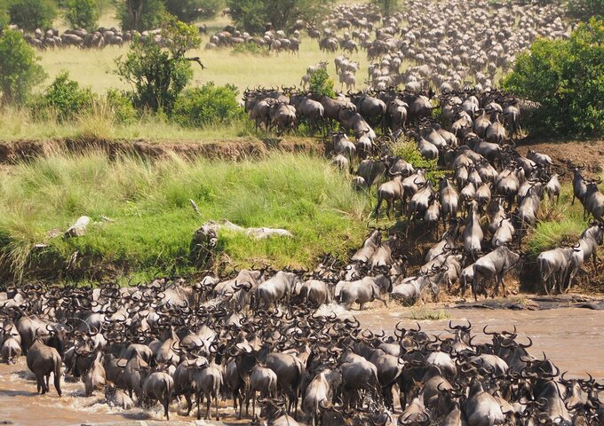 4 Days Masai Mara Group Joining Wildebeest Migration 