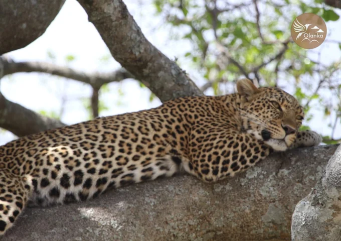 7 DAYS 6 NIGHTS AMBOSELI NATIONAL PARK, LAKE NAKURU NATIONAL PARK & MASAI MARA NATIONAL RESERVE