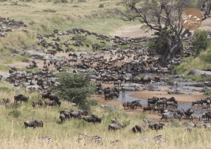 8 DAYS KENYA WILDEBEEST MIGRATION SAFARI AMBOSELI, LAKE NAKURU, LAKE NAIVASHA/HELLS GATE AND MASAI MARA