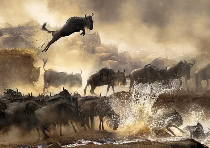 MAASAI MARA WILDEBEEST MIGRATION