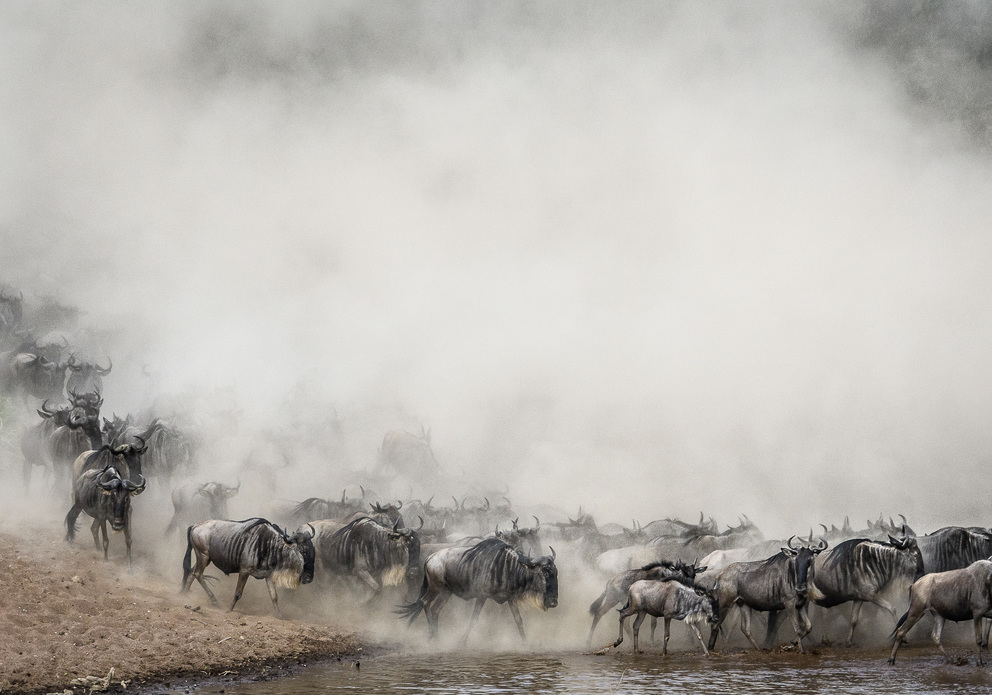 The Great Migration Group Joining Safari Tour 2024